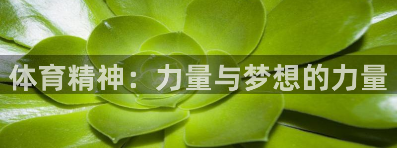 风速体育app